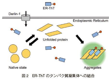 ER-ThT を用いた小胞体ストレス下におけるタンパク質凝集体の検出