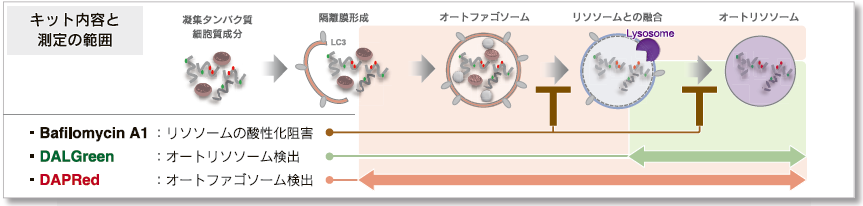 DAPRed とDALGreen の同時測定によるオートファジー経路解析