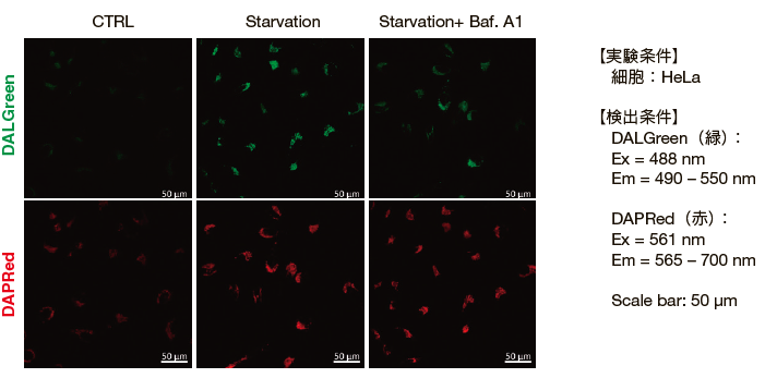 リソソーム酸性化阻害剤A1（Baf. A1）を用いたオートファジー経路の解析