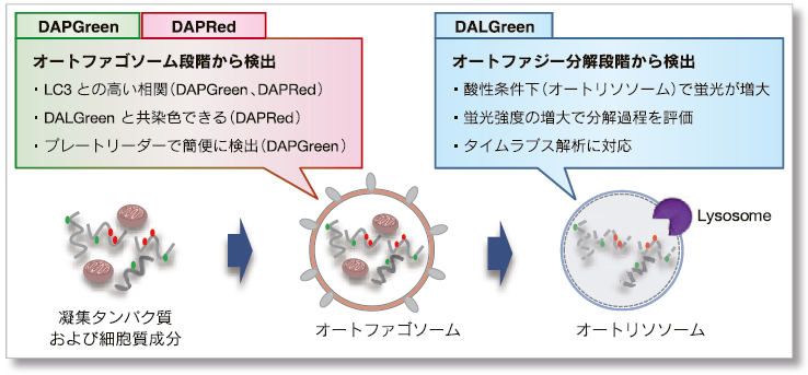 DAPRed とDALGreen の同時測定によるオートファジー経路解析