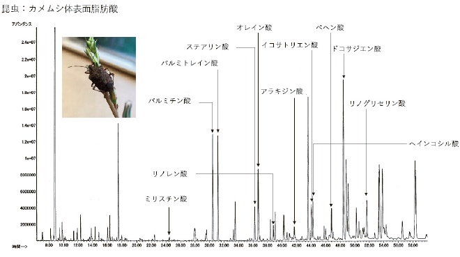 カメムシ体表面
