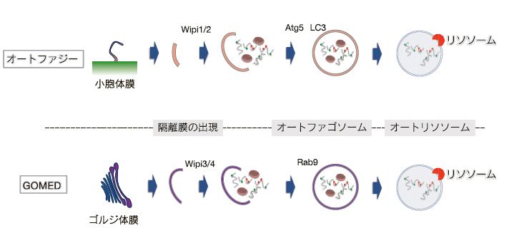オートファジーと GOMED
