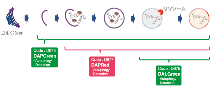 DAPGreen、DAPRed、DALGreen を用いた検出