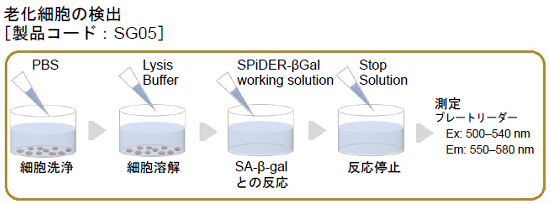 併用プロトコル Cellular Senescence Plate Assay Kit - SPiDER-βGal 